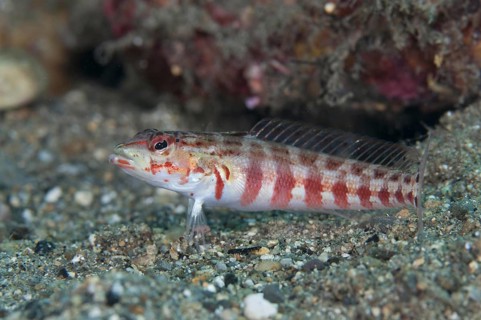 Red-spotted Sandperch
