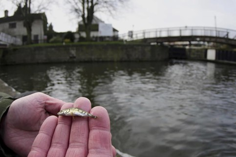 Three-spined stickleback
