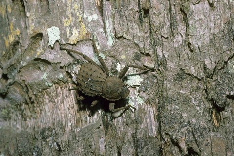 Giant tenebrionid beetle