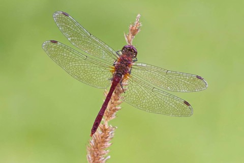 Ruddy Darter