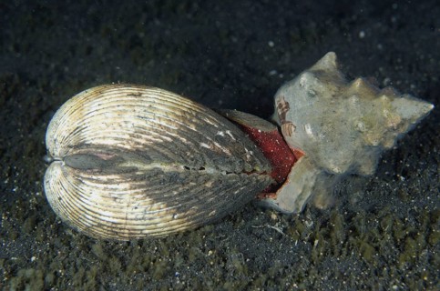 Trapezoidal horse mussel