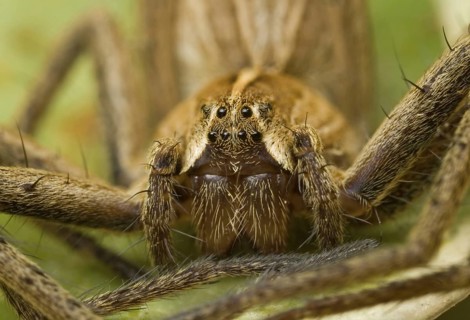 Nursery-web Spider