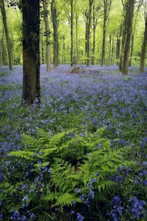 Hyacinthoides non-scripta