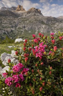 Hairy alpenrose