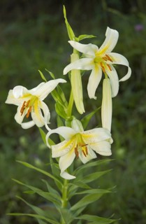 Wild Lily