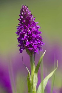 Southern Marsh Orchid