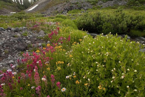 Small-flowered Paintbrush