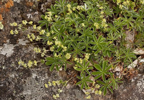 Silvery Lady's-mantle
