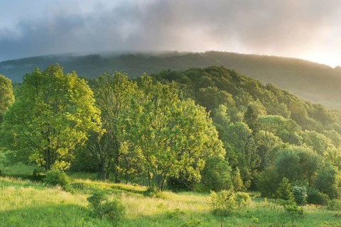 View of montane meadow and forest habitat at sunrise