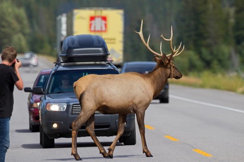 Moose