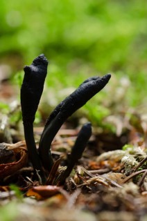 (Cordyceps ophioglossoides)