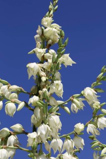 Ferald's yucca
