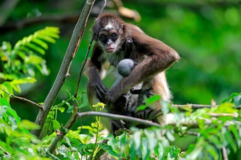 White Bellied Spider Monkey