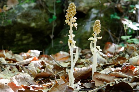 Bird's Nest Orchid