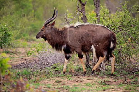 Nyala