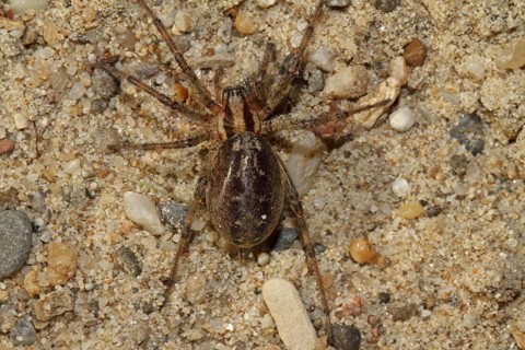 Wolf spider