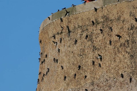 House Martin