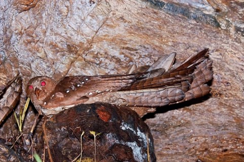 Adult oilbird