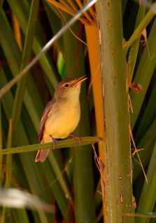 Melodious Warbler