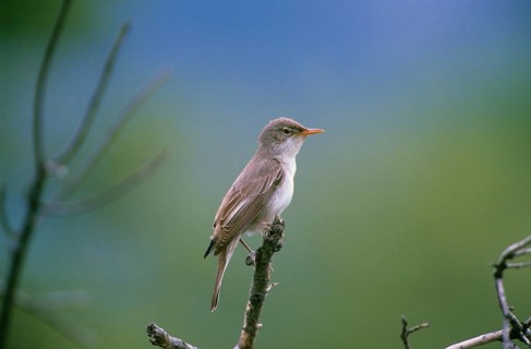 Olive Warbler