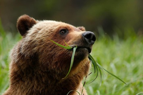 Grizzly Bear