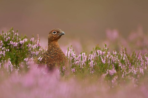 Red Grouse