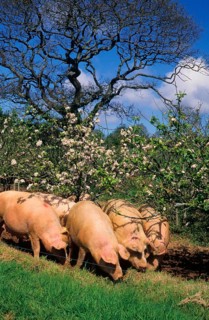 Domestic pig