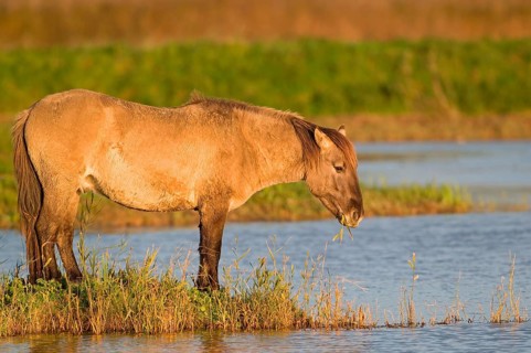 Konik Horse
