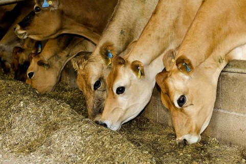 Domestic cattle