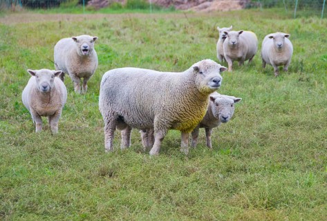 Domestic Sheep