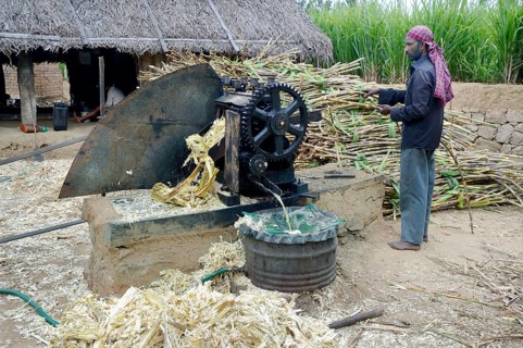 Sugar cane