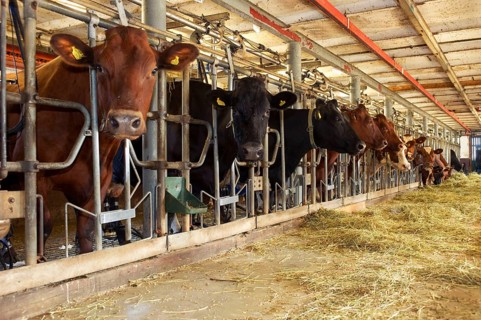Dairy farming