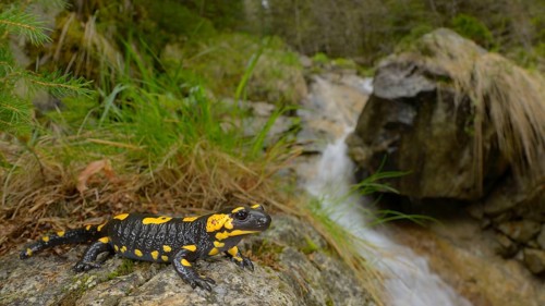 Fire Salamander
