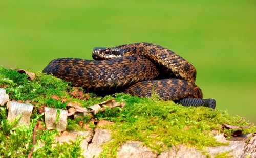 Adder