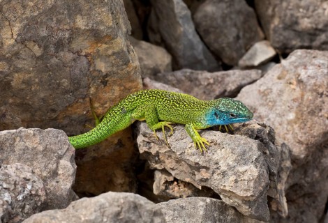 Western Green Lizard