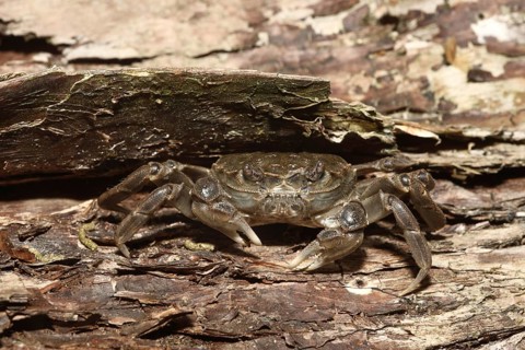 Chinese Mitten Crab