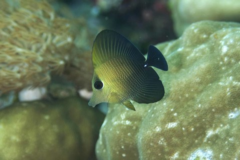 Brown tang