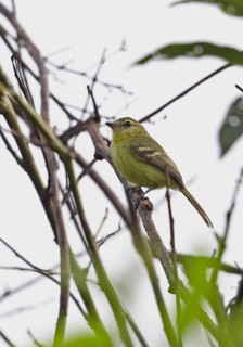 Yellow Tyrannulet