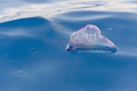 Portuguese Man of War