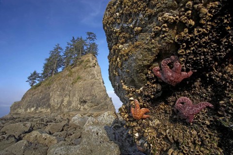 Ochre Seastar