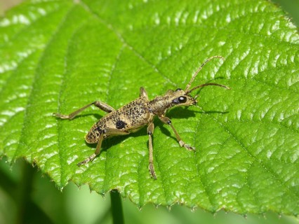 Black-spotted Longhorn Beetle