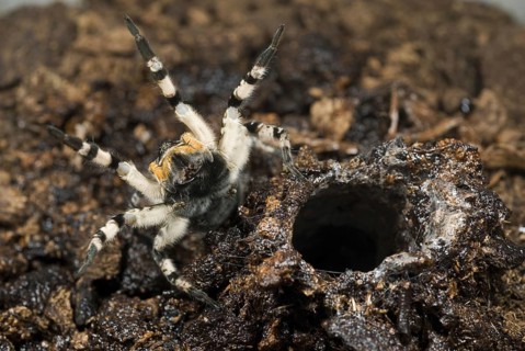 Russian Wolfspider