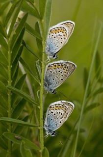 White Clover Blue