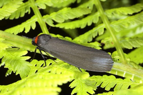 Red-necked footman