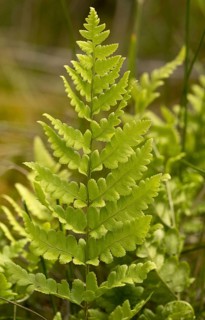 Crested buckler-fern