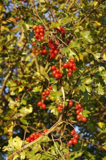 Black Bryony