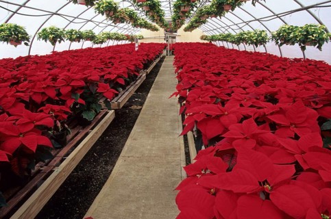 Poinsettia pulcherrima