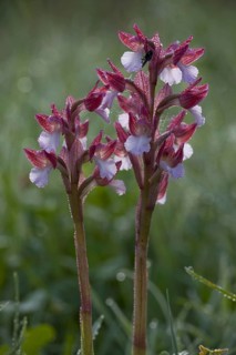 Pink butterfly orchid