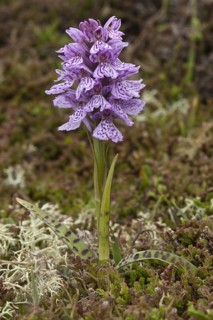 Flowering heath orchid
