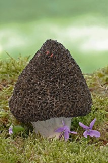 Fruiting body of the common morel